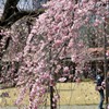 すだれ（シダレ）桜