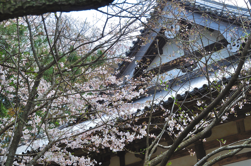桜シーズン来る