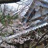 桜シーズン来る