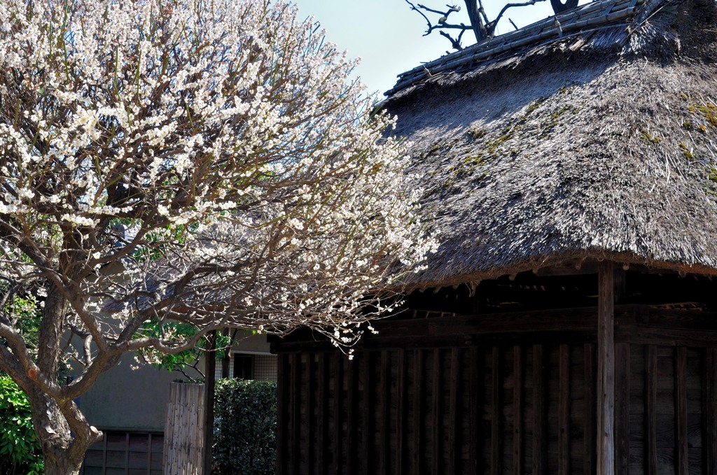 萱葺き屋根