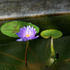はすの花２
