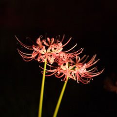 夜の彼岸花