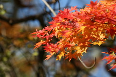 紅葉
