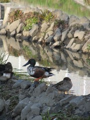 IMG_0663_R