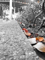 IMG_0020_R