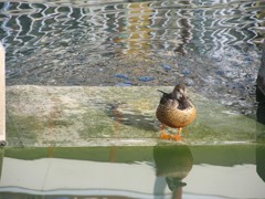IMG_0667_R