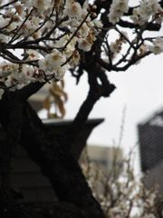 IMG_0498_R