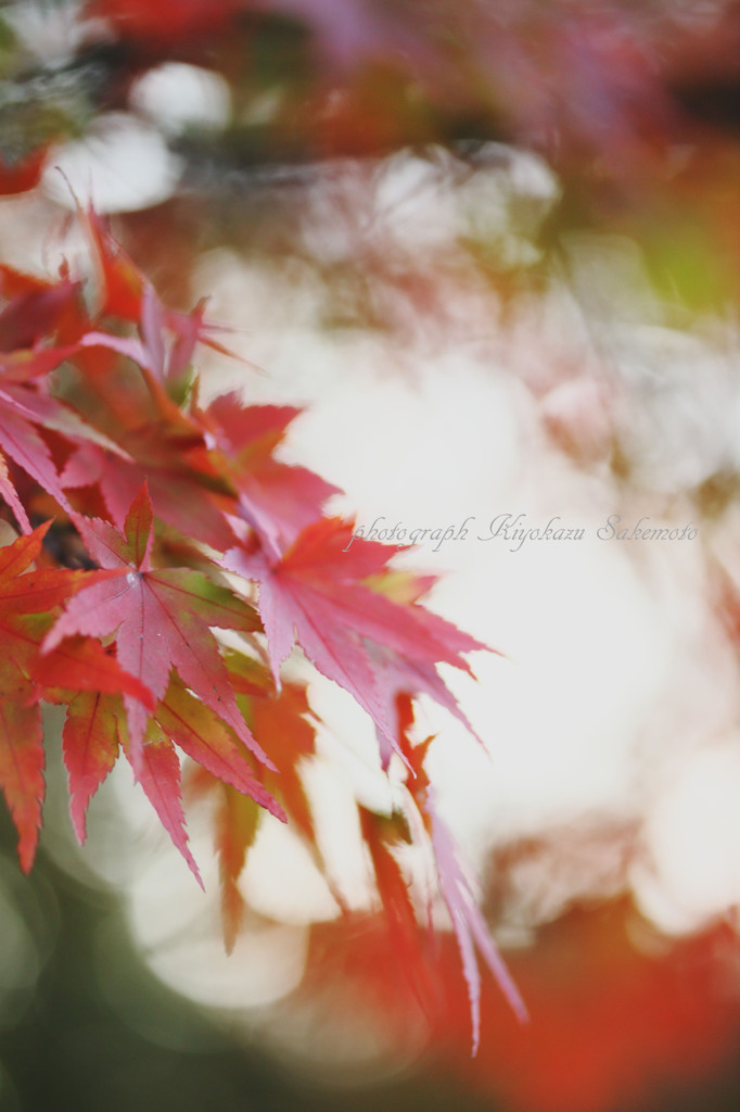 京都の紅葉