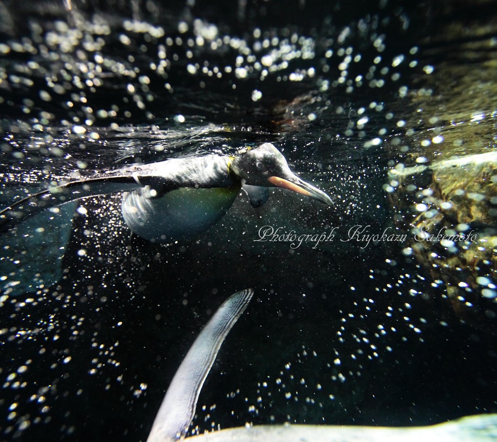 ファーストペンギン