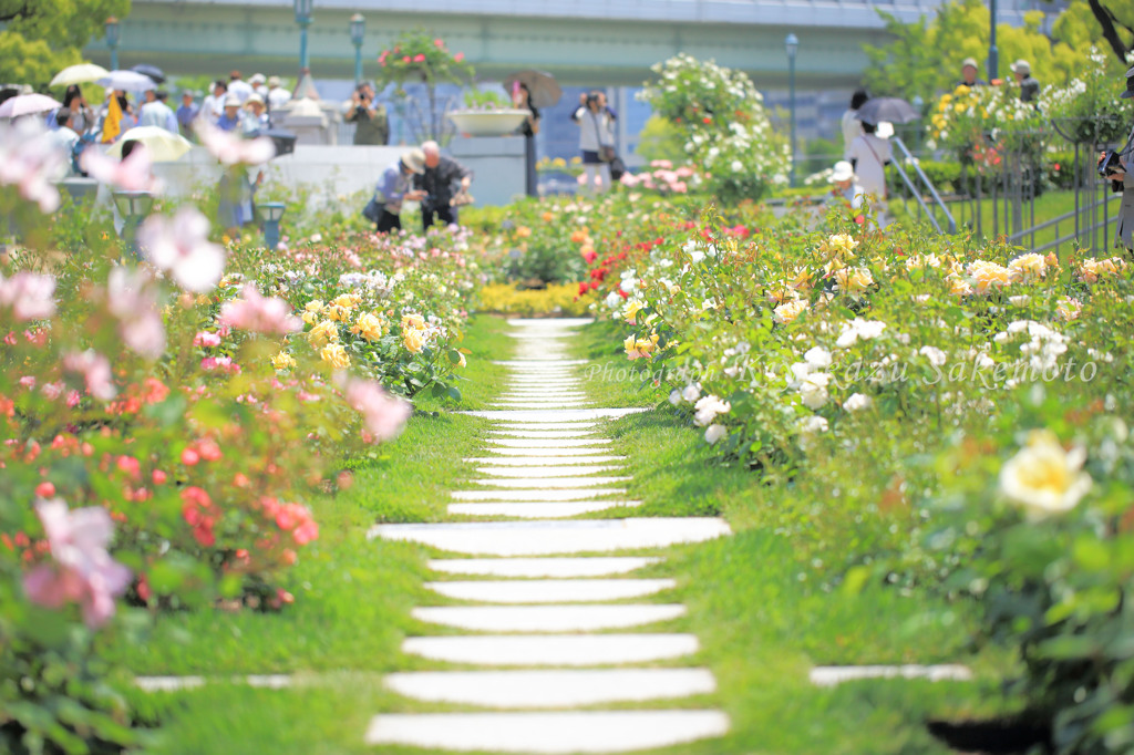 大阪市中之島バラ園
