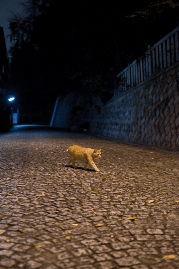 夜猫