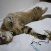 猫さん１号。