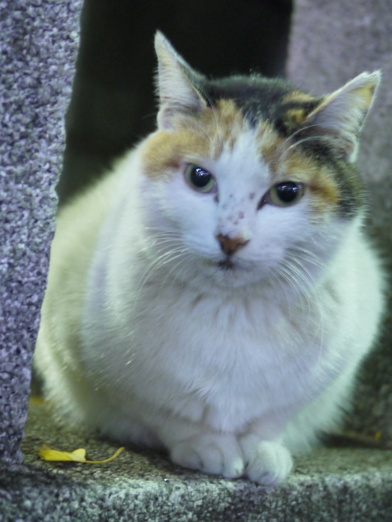 野良猫さん。