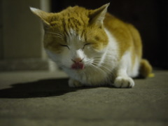 舌出し猫。
