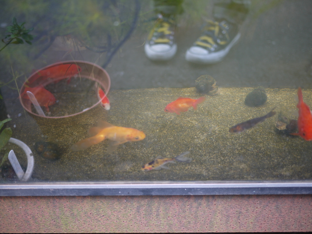 金魚。