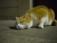 すりすり。