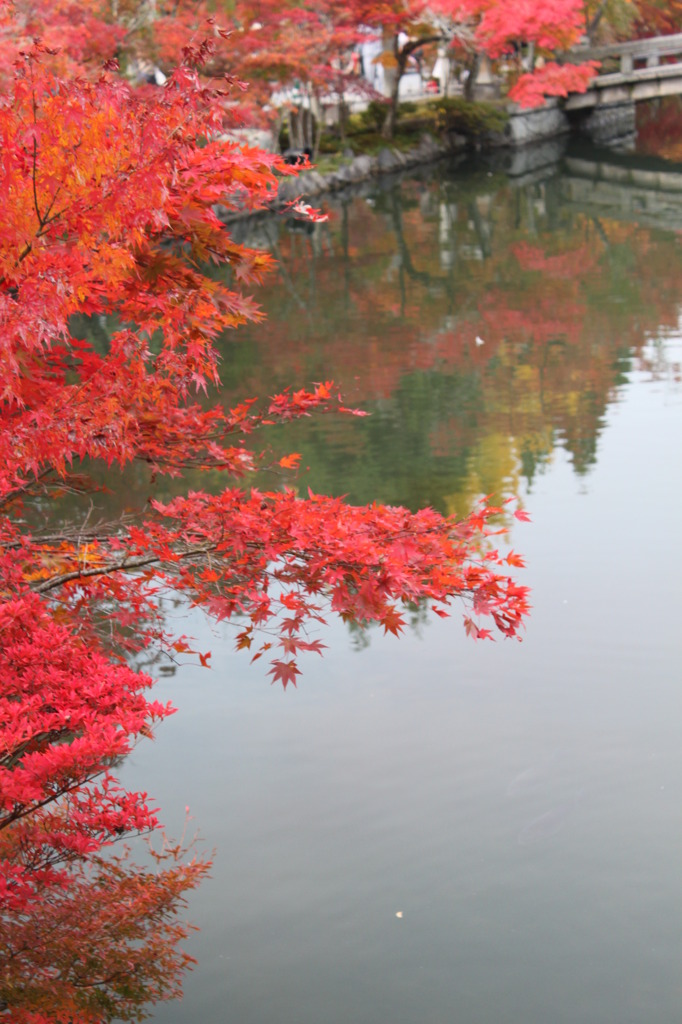 紅葉