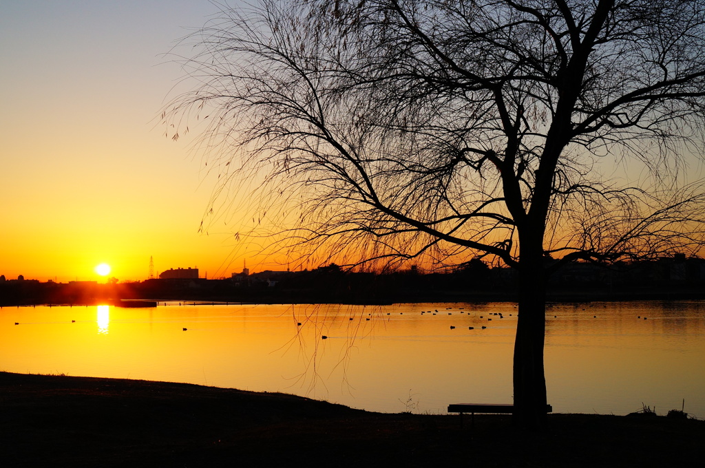 Rising sun 1