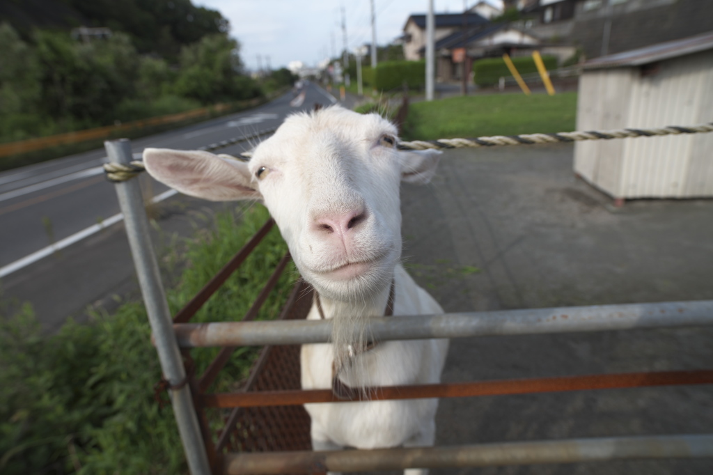 賢いヤギちゃん