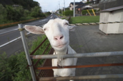 賢いヤギちゃん