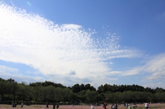 巾着田26