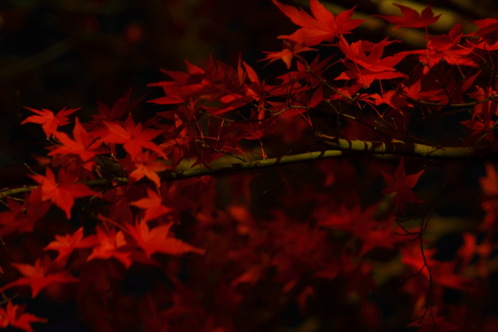 煌びやかに