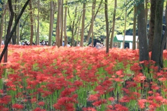 巾着田8