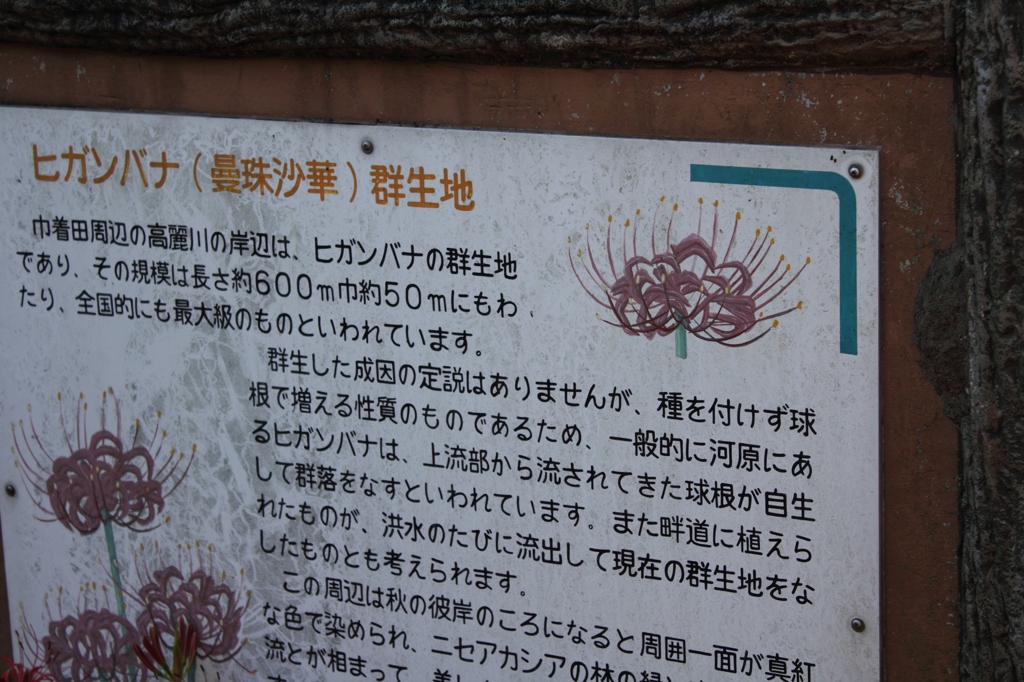 巾着田12