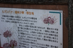 巾着田12