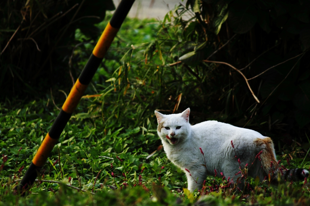 やせいの　のらねこ　が　あらわれた　！