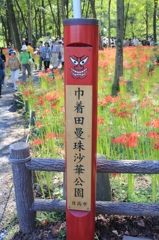 巾着田16