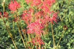 巾着田29