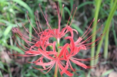 巾着田11