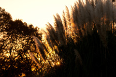 DSC00423_edited-1