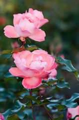DSC00347_edited-1