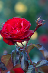 DSC00376_edited-1