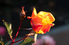 DSC00355_edited-1