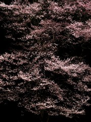 星に願いを　桜に思いを