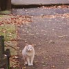 街猫　1