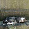 街猫　12　～夏バテ～