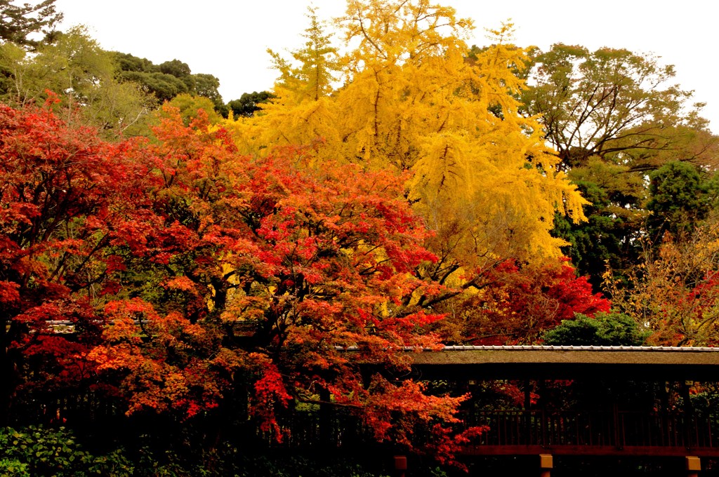 紅・黄