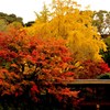 紅・黄