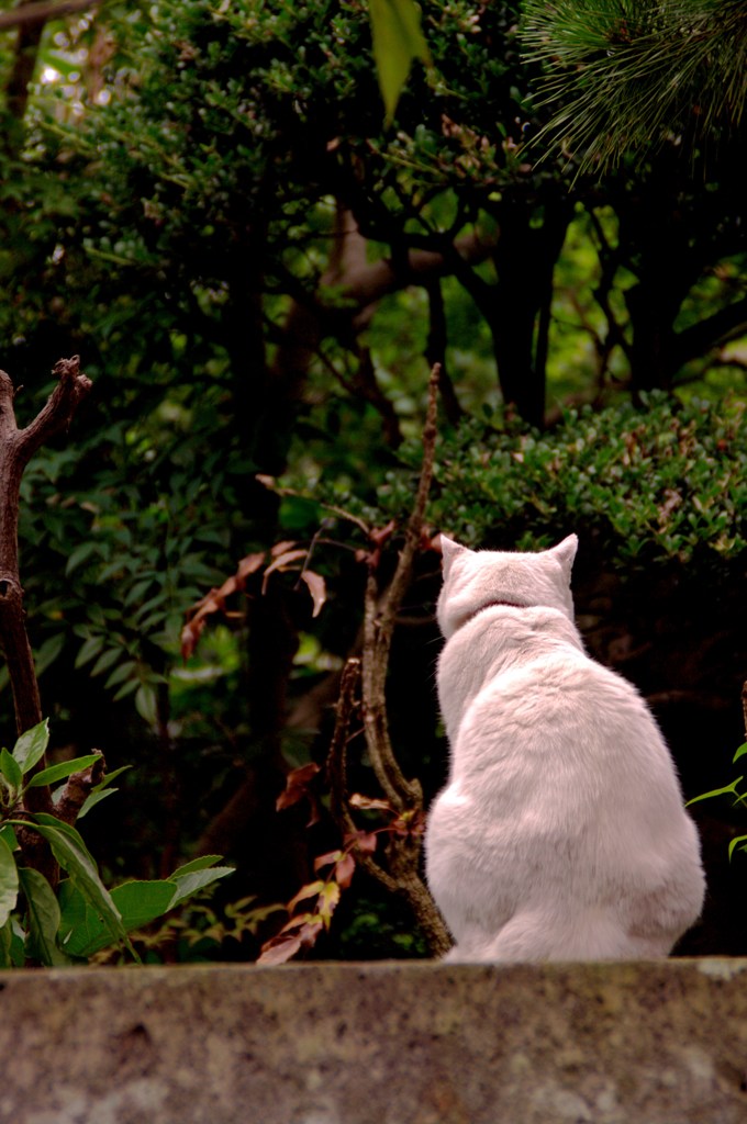 街猫　11　～待ち合わせ～