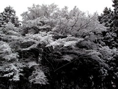 白樹