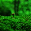緑の世界に