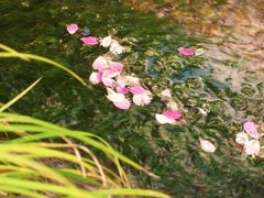 コスモスの流れ
