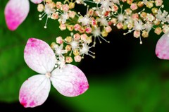 6月の花