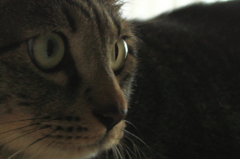 Cat's eyes in daytime