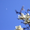 月×青空×白木蓮