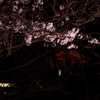 桜に霞む鐘楼